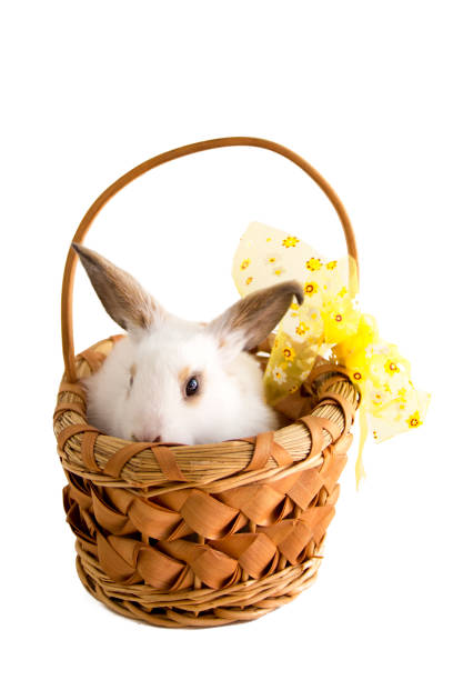 istock Easter bunny in basket isolated on white. 936151212