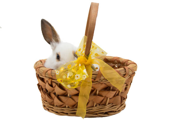 istock Easter bunny in basket with yellow bow isolated on white background. 936151214
