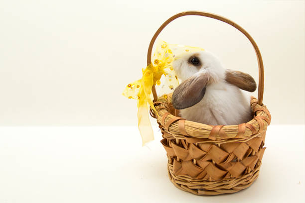 Easter dwarf bunny in wicker basket. Grey background with copy space.