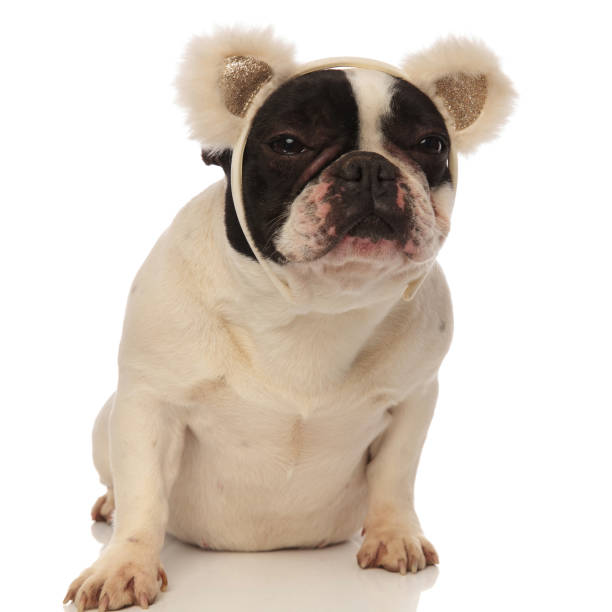 istock grumpy french bulldog wearing bear ears headband 936151396