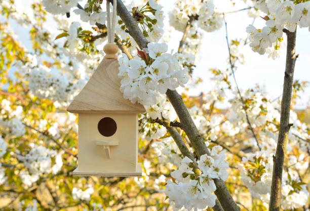istock Birdhouse with blossom cherry flower 936152562