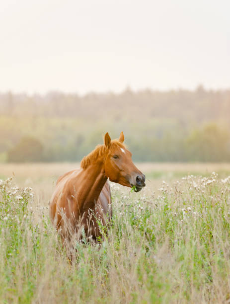 istock Horse in sunrise field 936155230