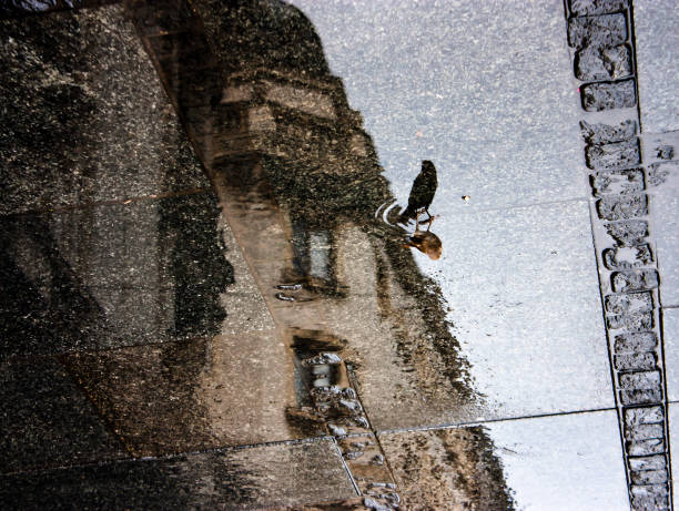 Blurry reflection shadow of a sparrow and a city on a rainy day sidewalk