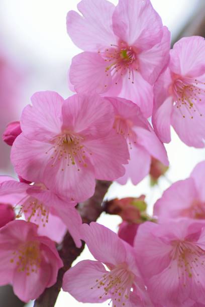 istock Macro texture of Japanese Pink Plum Blossoms 936160656