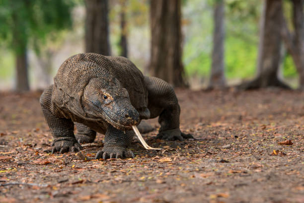 colpo di fauna selvatica di un drago di komodo (varanus komodoensis) - nobody animals in the wild lizard reptile foto e immagini stock