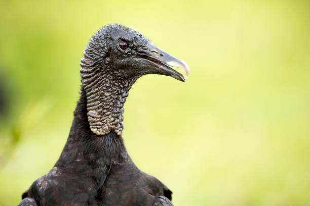Black Vulture (Coragyps atratus) Black Vulture (Coragyps atratus) american black vulture photos stock pictures, royalty-free photos & images
