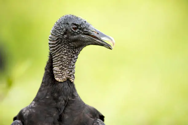 Photo of Black Vulture (Coragyps atratus)