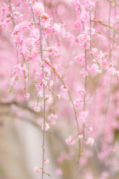 満開の梅の花 - rfc ストックフォトと画像