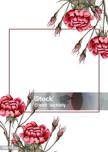 istock Greeting card with roses and buds. Isolated on white background. 936166176