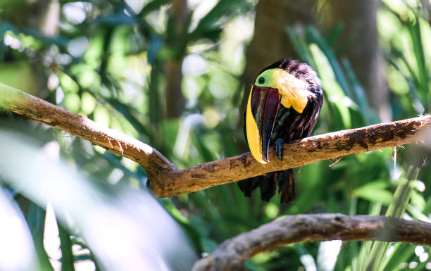 istock Close up of a toucan on a tree 936166632