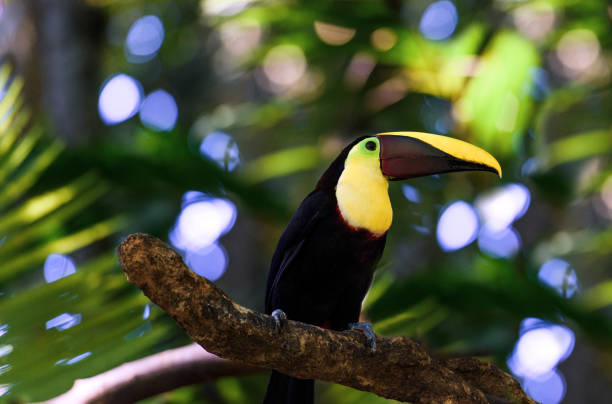 istock Close up of a toucan on a tree 936166694