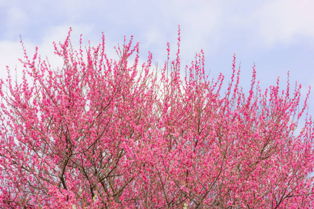 満開の梅の花 - rfc ストックフォトと画像