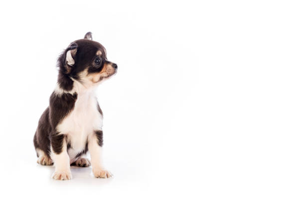 istock Chihuahua puppy, 45 day, isolated on white white background. 936167800