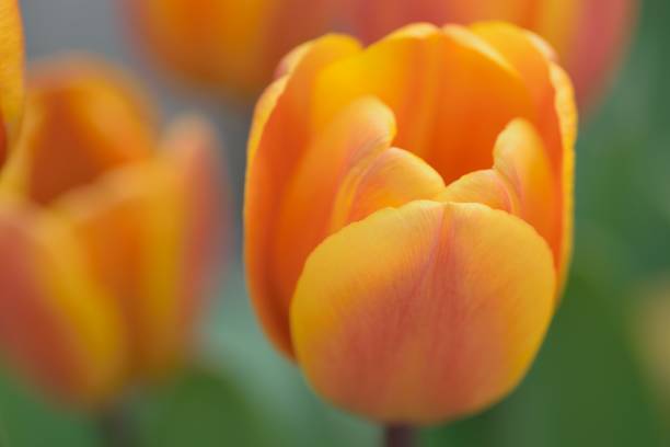 istock Macro texture vibrant Yellow colored spring Tulip flower 936175972