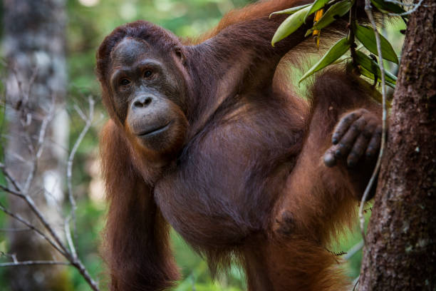 のポートレート、オラン utan 、野生生物の写真 - 動物の雄 ストッ�クフォトと画像