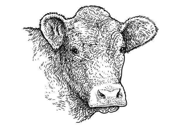 ilustracja portretowa głowy krowy, rysunek, grawerowanie, tusz, grafika liniowa, wektor - domestic cattle stock illustrations