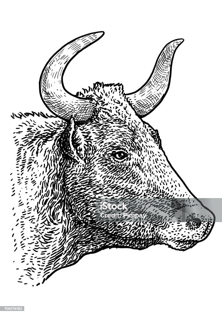 Bull head portrait illustration, drawing, engraving, ink, line art, vector Illustration, what made by ink, then it was digitalized. Engraving stock vector