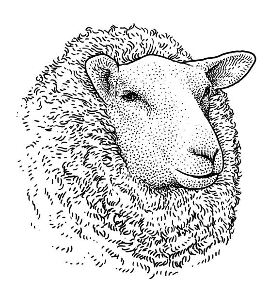Sheep head portrait illustration, drawing, engraving, ink, line art, vector Illustration, what made by ink, then it was digitalized. sheep illustrations stock illustrations