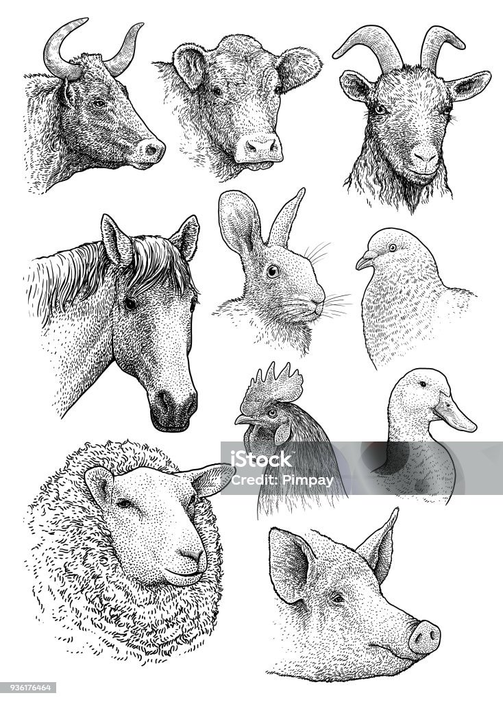 Domestic, farm animals head portrait collection illustration, drawing, engraving, ink, line art, vector Illustration, what made by ink, then it was digitalized. Illustration stock vector