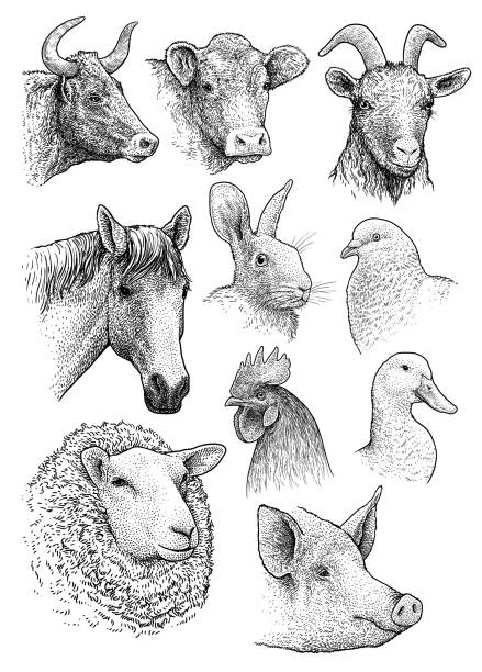 Domestic, farm animals head portrait collection illustration, drawing, engraving, ink, line art, vector Illustration, what made by ink, then it was digitalized. horse head vector stock illustrations
