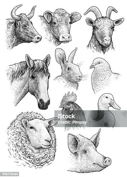 Domestic Farm Animals Head Portrait Collection Illustration Drawing Engraving Ink Line Art Vector Stock Illustration - Download Image Now