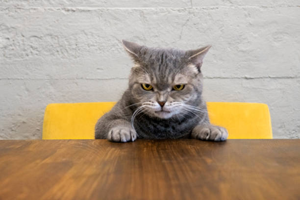 Angry cat Big-eyed naughty obese cat showing paws on wooden table. British sort hair. anger stock pictures, royalty-free photos & images