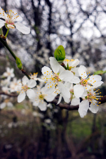 istock Close Up of White Blossom Flowers on a Tree 936177370