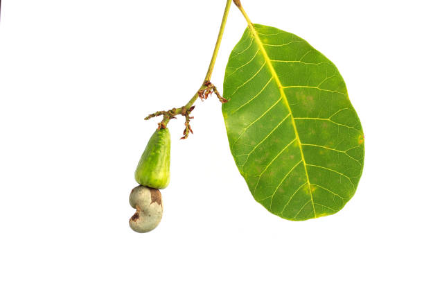 Fresh Cashew Nut on white background stock photo