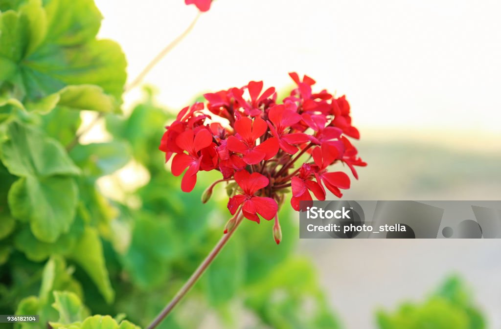 Flor Del Geranio Rojo Flor Flores De Primavera Hojas De Color Verde Fondo Foto de stock y más banco de imágenes de Animal - iStock Flor Del Geranio Rojo Flor Flores De Primavera Hojas De Color Verde Fondo Foto de stock y más banco de imágenes de Animal - iStock
