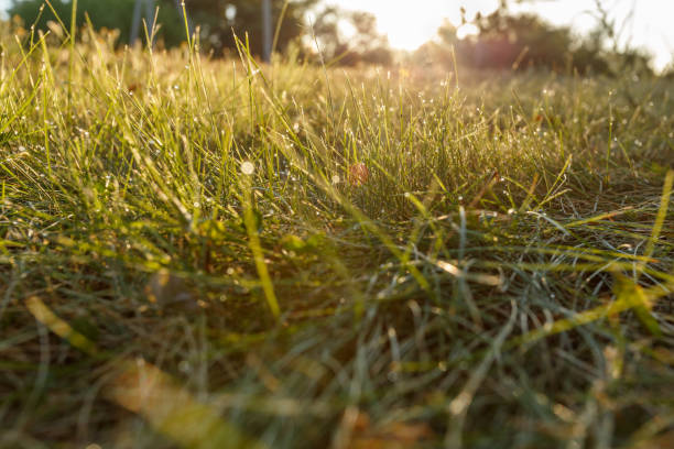 istock Water drops on the green grass 936186046