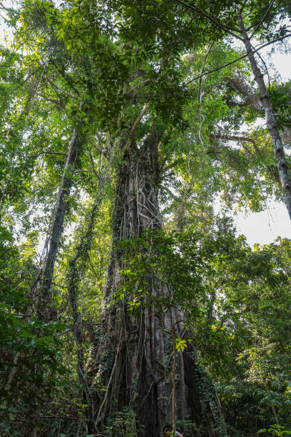 istock Huge tree in the jungle of Thailand 936186852