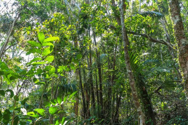 istock Inside the jungle on Koh Chang, Thailand 936187278