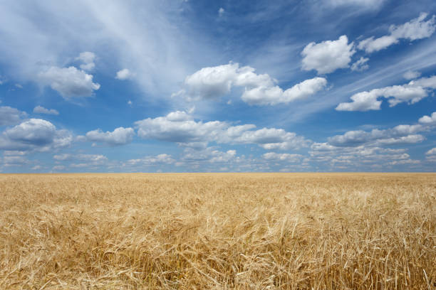 istock Field of wheat under wonderful cloudy sky 936189616