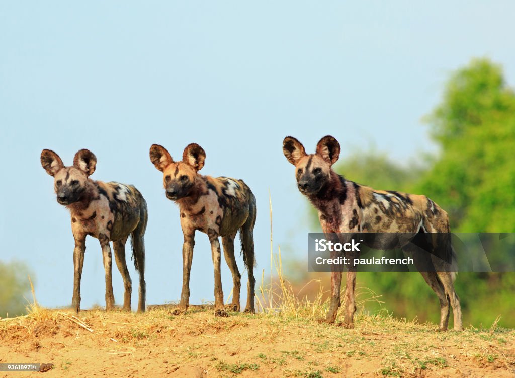 There wild dogs standing and looking alert against a natural blue sky and bush background in South Lunagwa National Park, Zambia Scenic view of wild dogs (Lycaon Pictus) - Painted Dogs standing on topof a sandbank surveying the area after a recent Kill, with a bright blue clear sky background. South Luangwa National Park, Zambia African Wild Dog Stock Photo