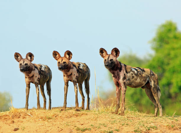 There wild dogs standing and looking alert against a natural blue sky and bush background in South Lunagwa National Park, Zambia stock photo