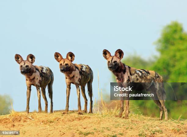 There Wild Dogs Standing And Looking Alert Against A Natural Blue Sky And Bush Background In South Lunagwa National Park Zambia Stock Photo - Download Image Now