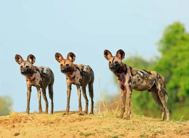 Scenic view of wild dogs (Lycaon Pictus) - Painted Dogs standing on topof a sandbank surveying the area after a recent Kill, with a bright blue clear sky background. South Luangwa National Park, Zambia
