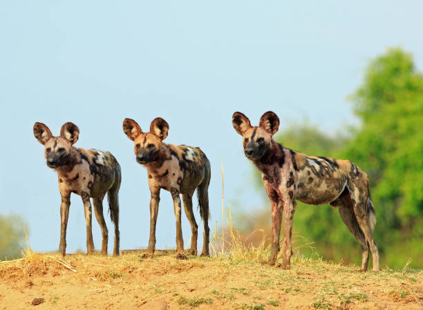 there wild dogs standing and looking alert against a natural blue sky and bush background in south lunagwa national park, zambia - wadi warning imagens e fotografias de stock