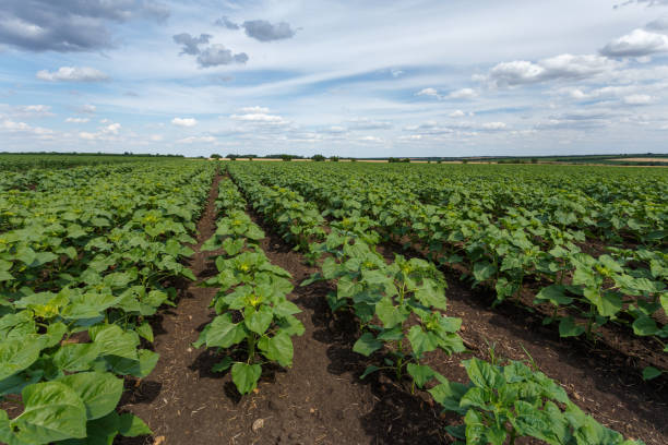 istock Field with green sunflowers under cloudy sky 936190354