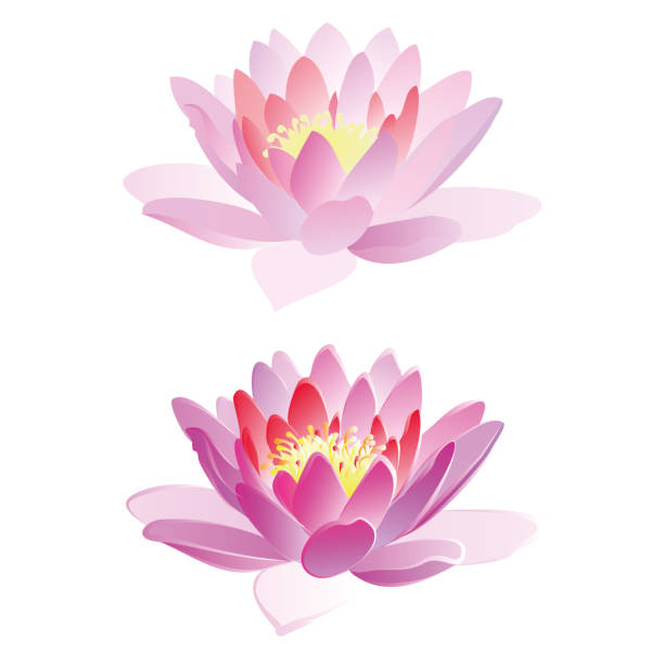 illustrazioni stock, clip art, cartoni animati e icone di tendenza di fiori di loto, illustrazione vettoriale. - lotus water lily lily water