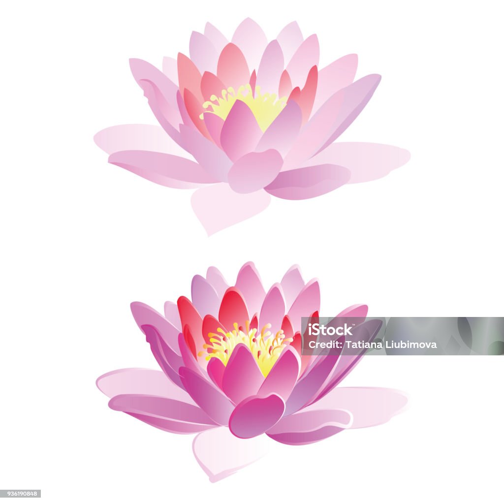 Lotus flowers, vector illustration. Two hand drawn vector illustrations on white background. Lotus Water Lily stock vector