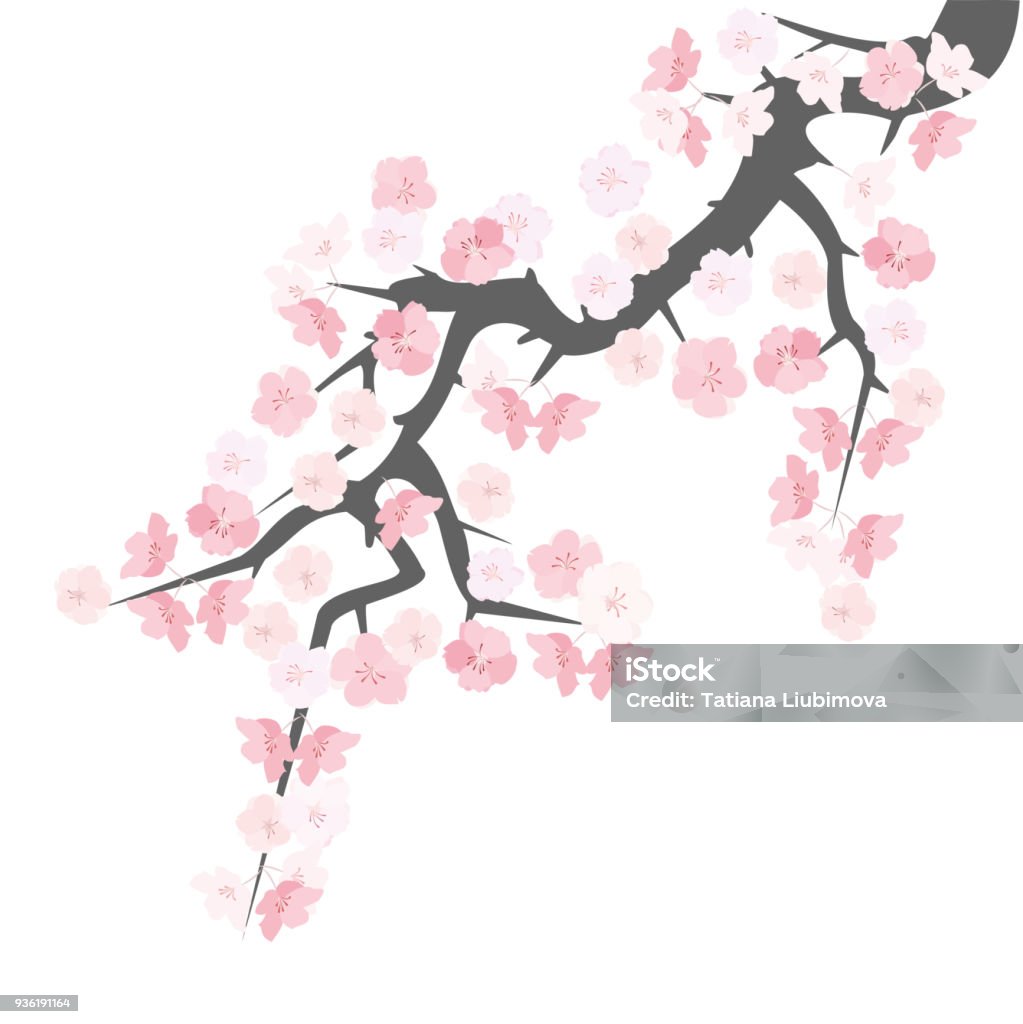 Sakura flowering branch, vector illustration Blooming branch of sakura - japanese cherry tree, hand drawn vector illustration. Cherry Blossom stock vector