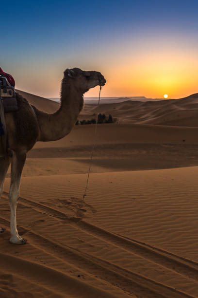 istock Merzouga in the Sahara Desert in Morocco 936194680