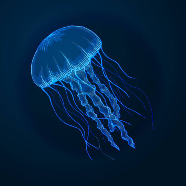 ilustrações, clipart, desenhos animados e ícones de m�ão esboço desenhado isolado águas-vivas, animais marinhos - jellyfish