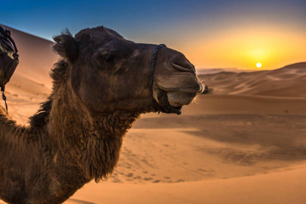 istock Merzouga in the Sahara Desert in Morocco 936194778