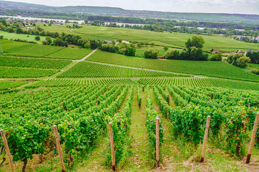 Beautiful landscape view over Rheingau Valley with endless vineyards at the famous wine growing area Rheingau, Germany.