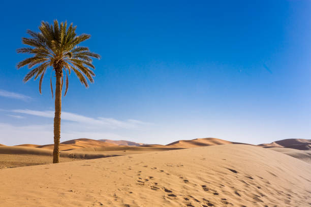 istock Merzouga in the Sahara Desert in Morocco 936197126