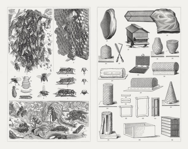 Beekeeping, wood engravings, published in 1897 Beekeeping: 1) Drone (male bee), with front view of the head; 2) Queen bee, with front view of the head; 3) Worker bee, with front view of the head; 4) Italian bee (Apis mellifera ligustica); 5) Egyptian bee (Fasciata); 6) Honeycombs with open and closed cells, queen cell (a) and passageway; 7) Bee swarm; Enemies of Bees (8-15): 8) Hornet; 9) Beewolf; 10) Wesp; 11) European oil beetle (Meloe proscarabaeus): male (11a), female (11b), larva on a liverleaf flower (11c); 12) Bee beetle (Trichodes apiarius); 13) Zombie fly (Apocephalus borealis) and larva (13a); 14) Bee moth (Galleriinae) and caterpillar (14a), 15) Braula; 16) Beekeeper veil; 17) English hive (Neighbours-Sandringham hive); 18) Swarm collector; 19) Beekeeper knife; 20-22) Straw bee skeps; 23) Horizontal log hive; 24) Vertical log hive; 25) Honeycomb press; 26-29) Straw bee skeps: roll-shaped (26), tunnel-shaped (27), barrel-shaped (28), cone-shaped (29); 30-33) Movable frame combs; 34-36) Frame nucleus hive, vertical and horizontal (36) by August von Berlepsch (German bee researcher, 1815 - 1877, inventor of the Movable frame combs). Wood engravings, published in 1897. hornet swarm stock illustrations