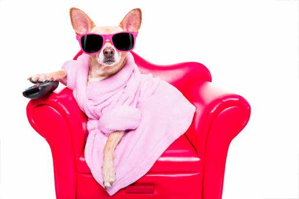 istock dog watching tv on the couch 936205758