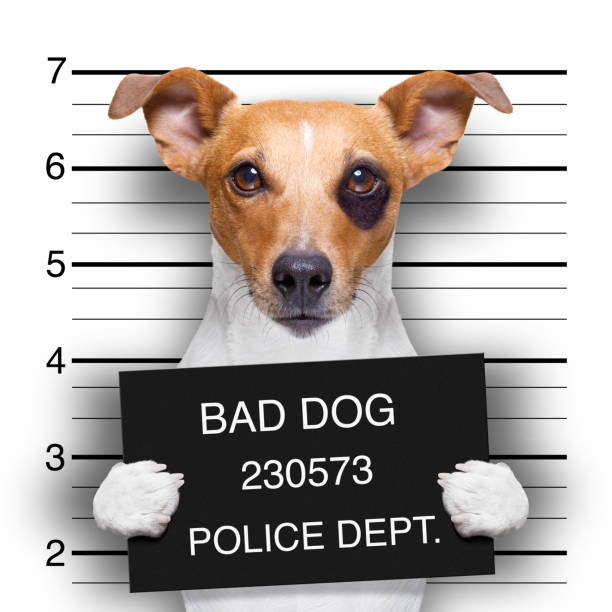 istock mugshot dog at police station 936205802